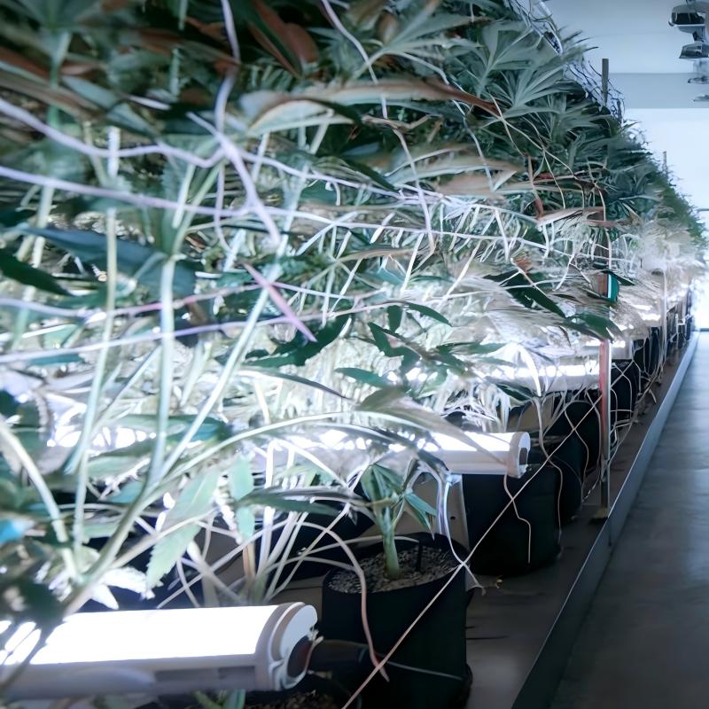under canopy grow lights .jpg under canopy grow lights .jpg