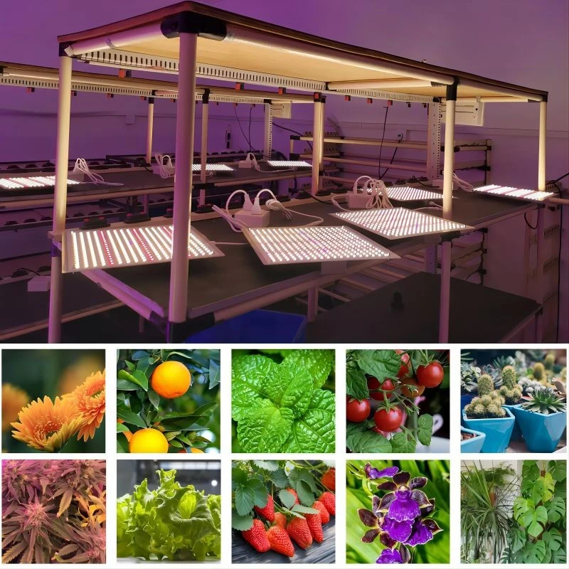 Quantum LED Grow Lights